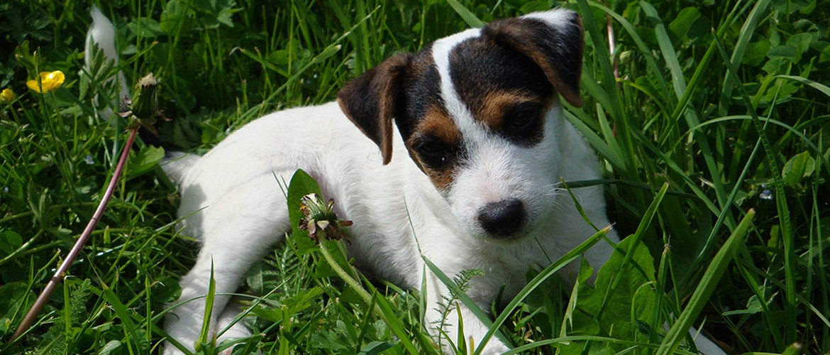 photo d'un chiot parson russell terrier nommé Elliot
