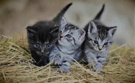 photo de chatons