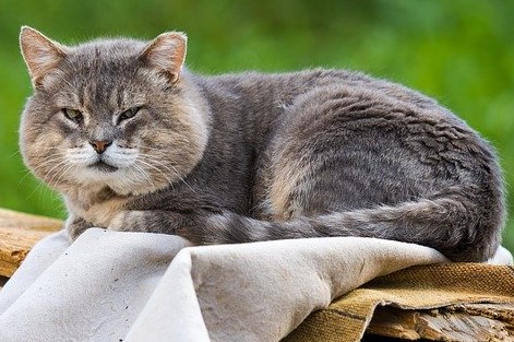 photo d'un vieux chat