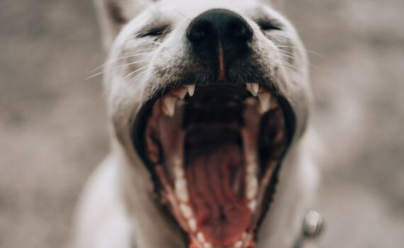 photo qui qui baille et montre ses dents