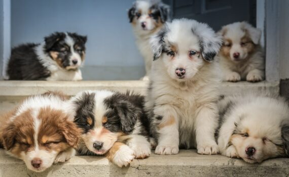 photo chiots male et femelle