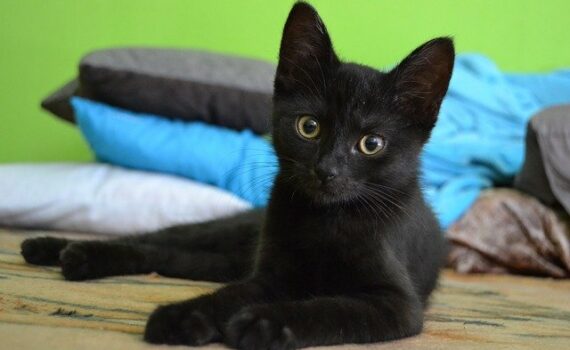 photo chat noir pour mettre en avant les idées reçues chez le chat
