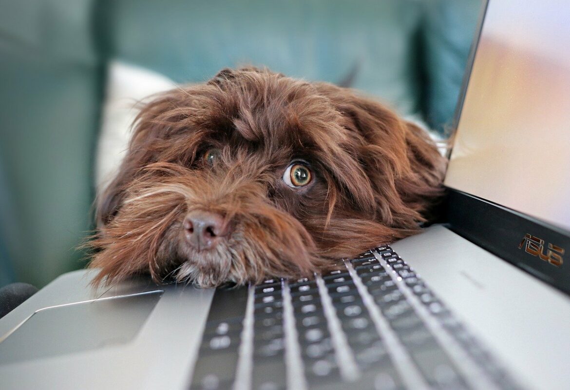 photo chien sur ordinateur