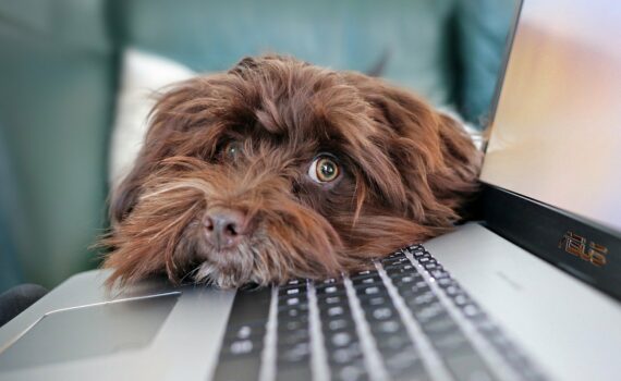 photo chien sur ordinateur