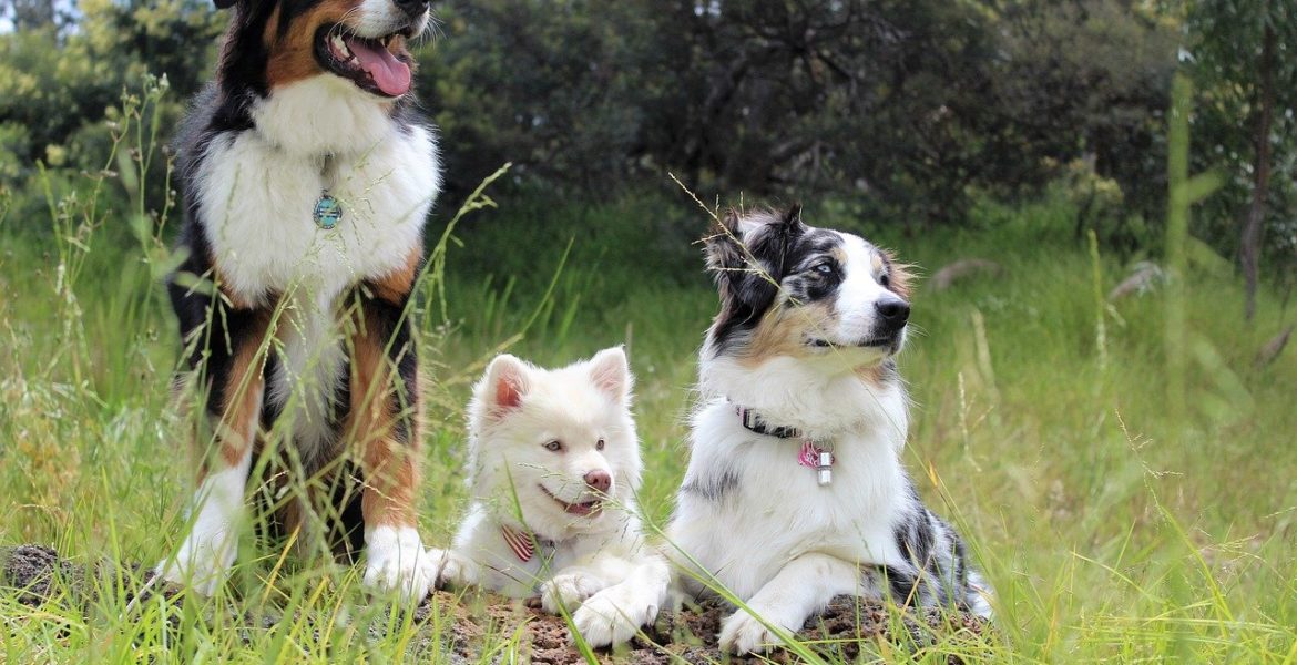 photo avec différents chiens