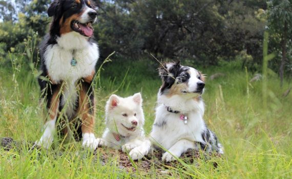 photo avec différents chiens