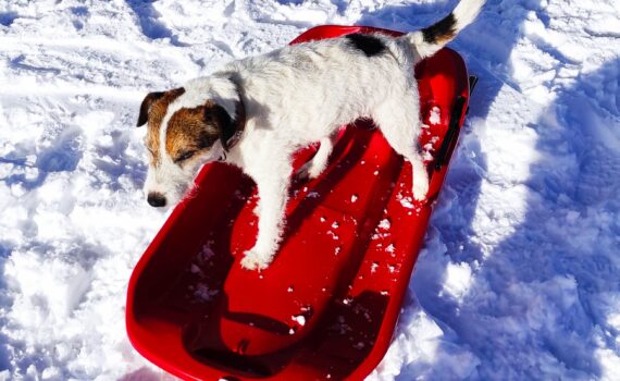 chien sur luge