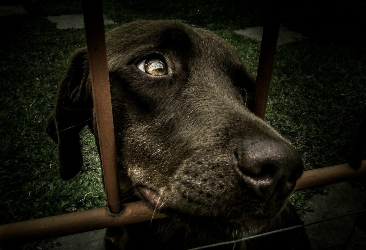 image chien derrière une grille