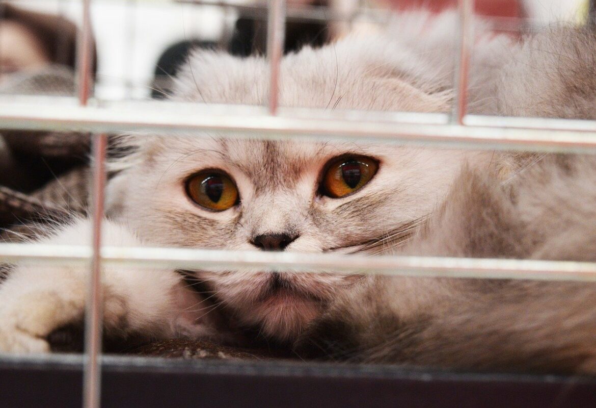 chat dans cage de vétérinaire