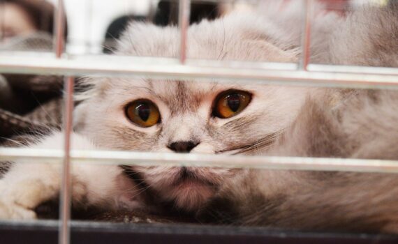 chat dans cage de vétérinaire