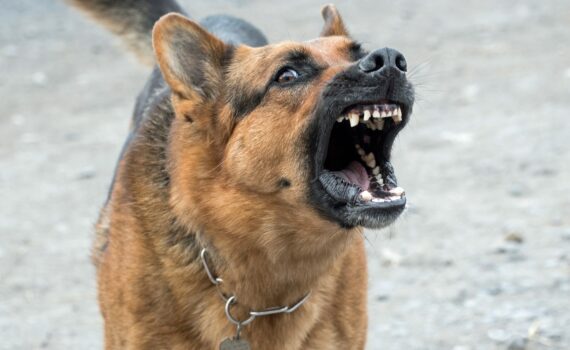 photo chien qui est agressif