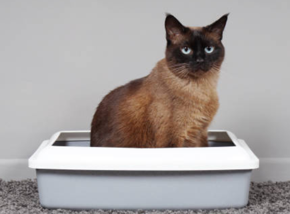 photo chat dans une litière