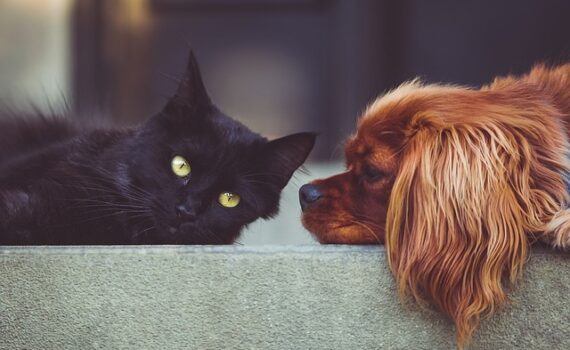 photo d'un chien et d'un chat pour illustrer l'article sur la cohabitation