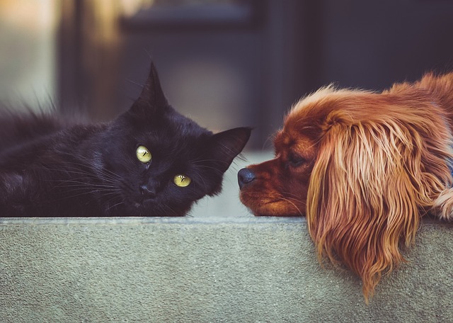 photo d'un chien et d'un chat pour illustrer l'article sur la cohabitation