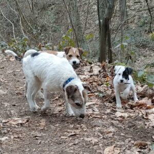 Photo Elliot, Toupie et Una