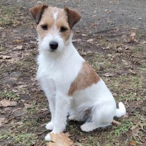 Toupie femelle Parson Russell de l'élevage du Monde d'Elliot