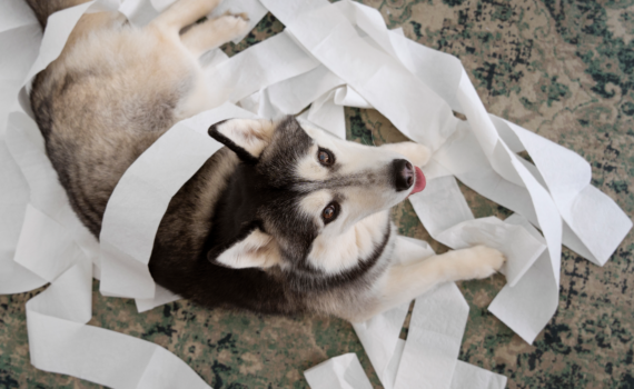 photo chien qui a fait de la destruction