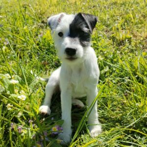 photo parson russell