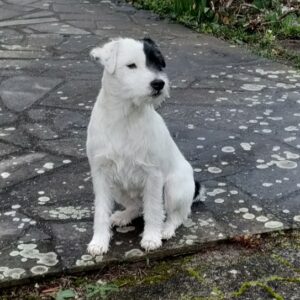 Una chienne Parson Rusell Terrier - Elevage du Monde d'Elliot