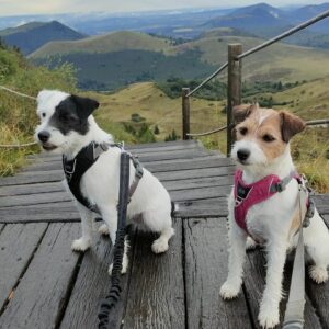 Una et Toupie  au puy de Dome
